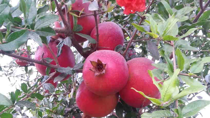  Pomegranate Suplier | Pomegranate Fruit | Pomegranate export